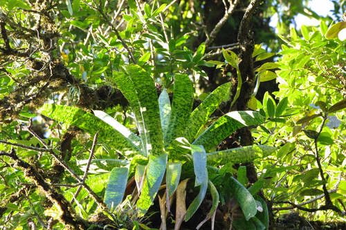 Image of Werauhia kupperiana by (c) Eric Knight, some rights reserved (CC BY)