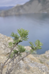 Salvia scabiosifolia