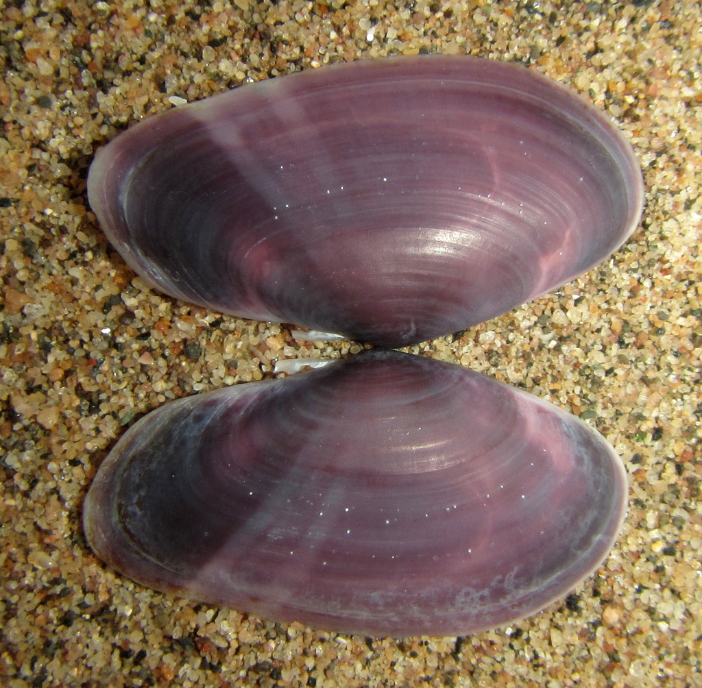Hiatula lunulata