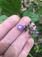 Salvia urticifolia