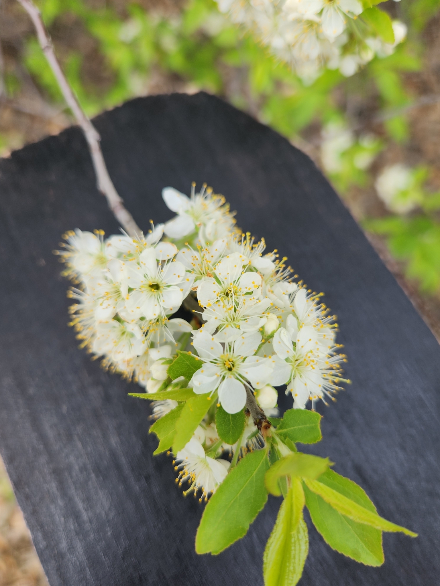 Prunus murrayana
