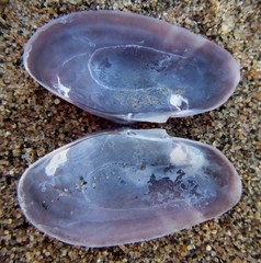 Hiatula lunulata