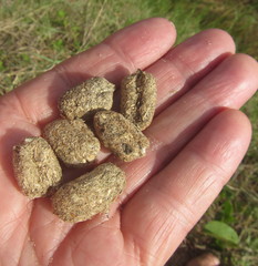 Thryonomys swinderianus