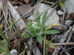 Plantago bellardii