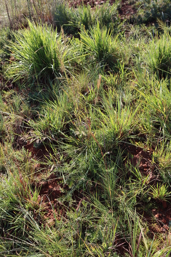 Vlei bluestem (Andropogon appendiculatus)