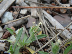 Plantago bellardii