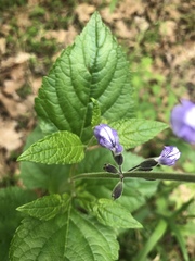 Salvia urticifolia