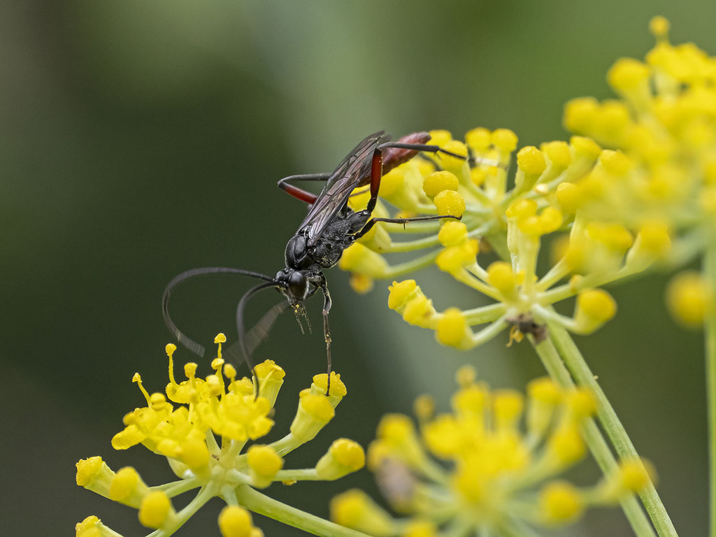 Mesostenus transfuga