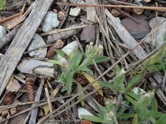 Plantago bellardii