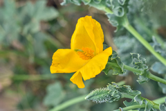 Glaucium flavum