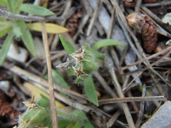 Plantago bellardii