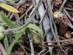 Plantago bellardii