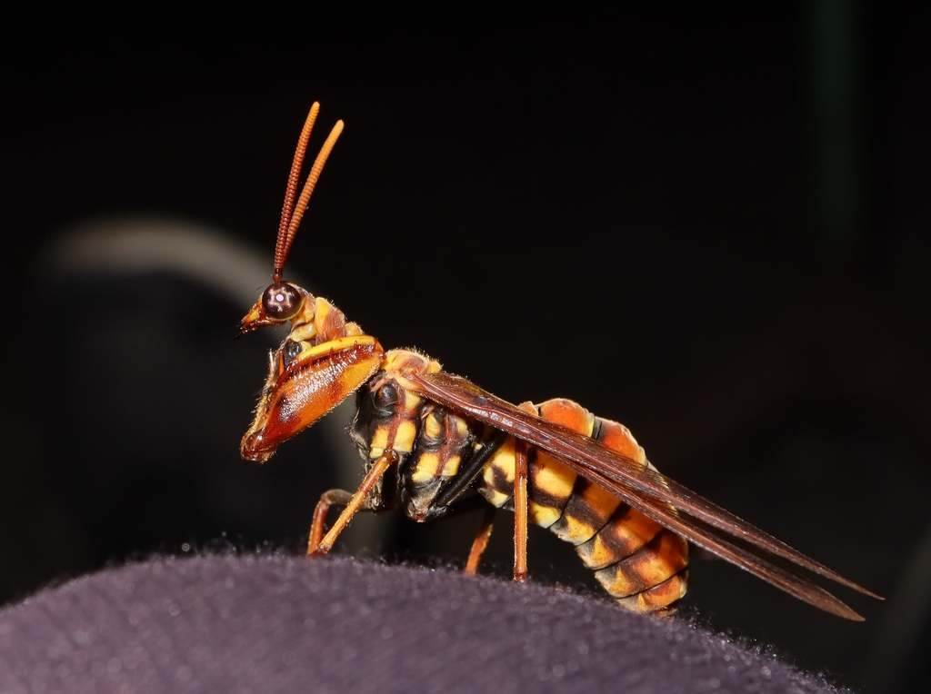 Euclimacia fusca