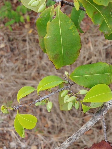 Erythroxylum areolatum, photograph 4