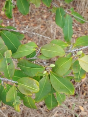 Erythroxylum areolatum, photograph (c) Kurt Miller, some rights reserved (CC BY-SA)