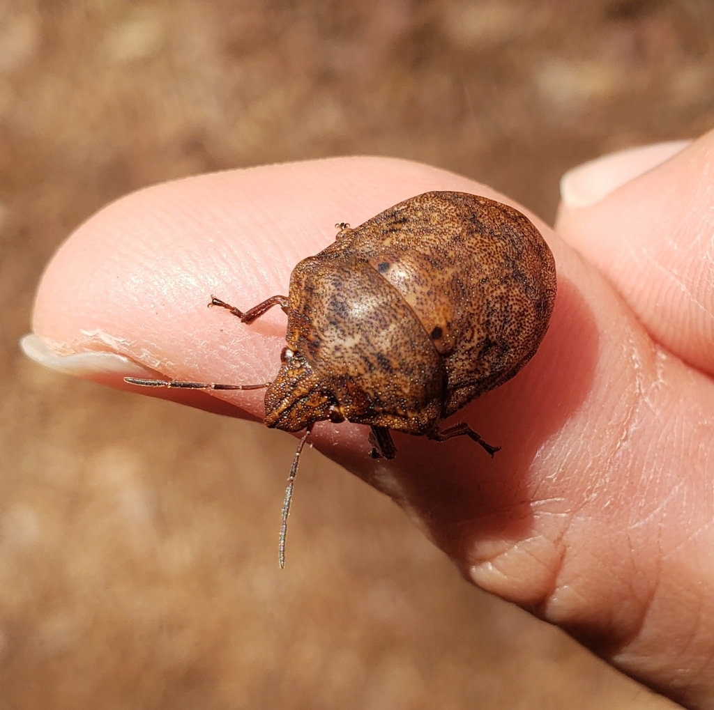 shield-backed pine seed bug from Buford, GA 30518, USA on March 14 ...