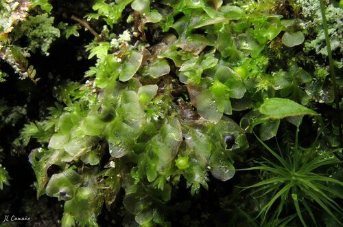 Greater Frillwort (Fossombronia angulosa)