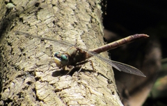 Arigomphus pallidus