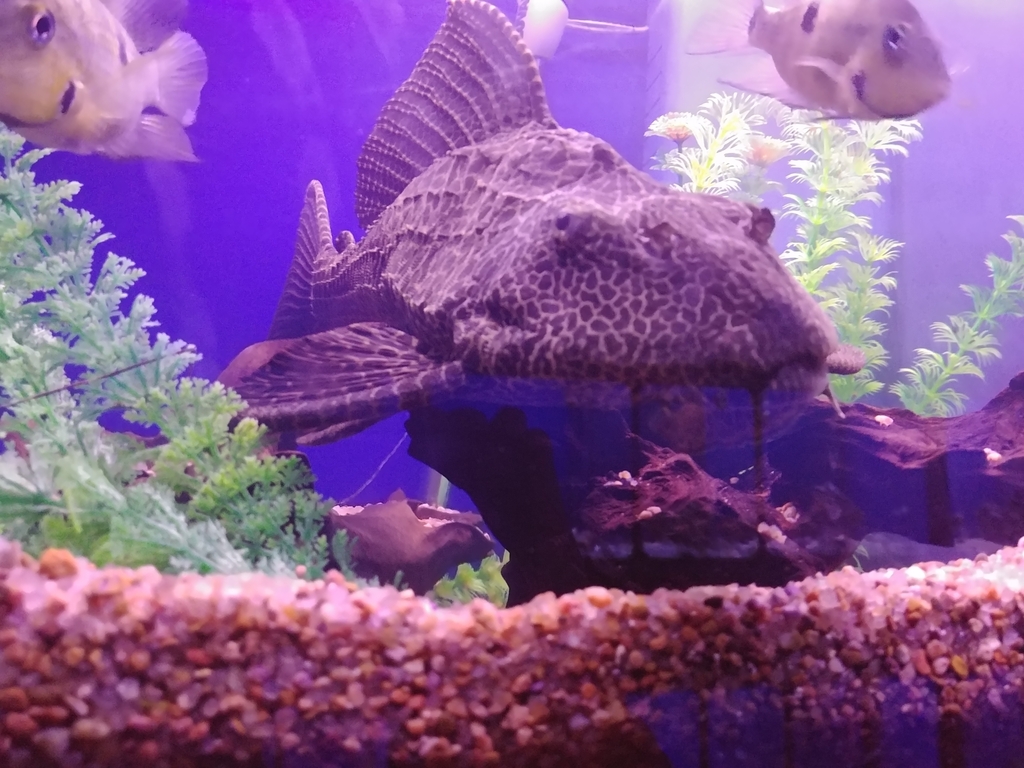 Highfin Spotted Plecostomus from EB 49 Av NE @ 11 St NE, Calgary, AB ...