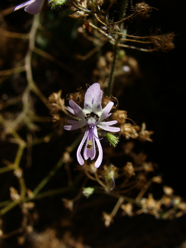 Foto de Flor-borboleta