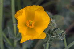 Glaucium flavum