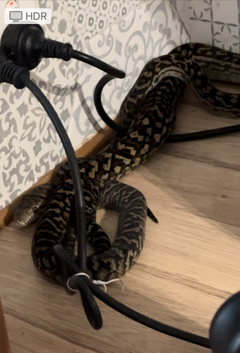 Australian Scrub Python sighting