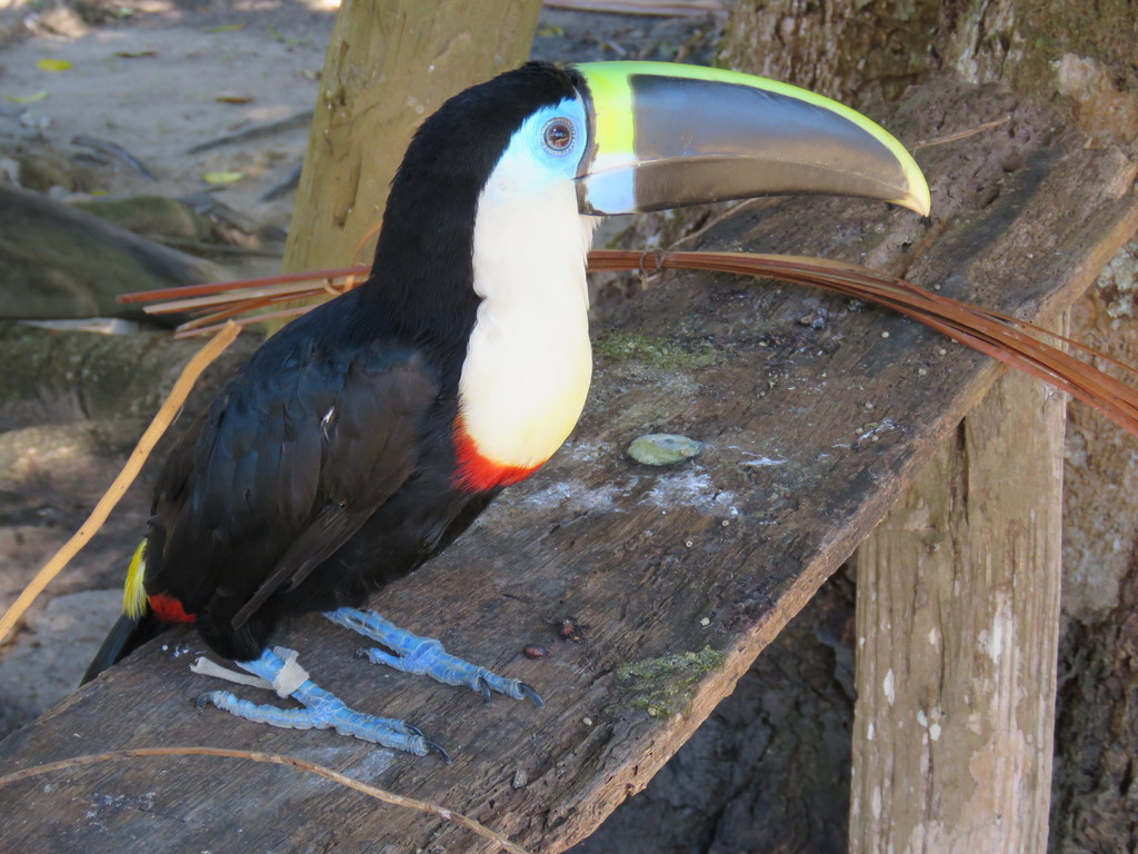 White-Throated Toucan