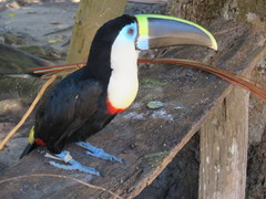White-Throated Toucan photo 1