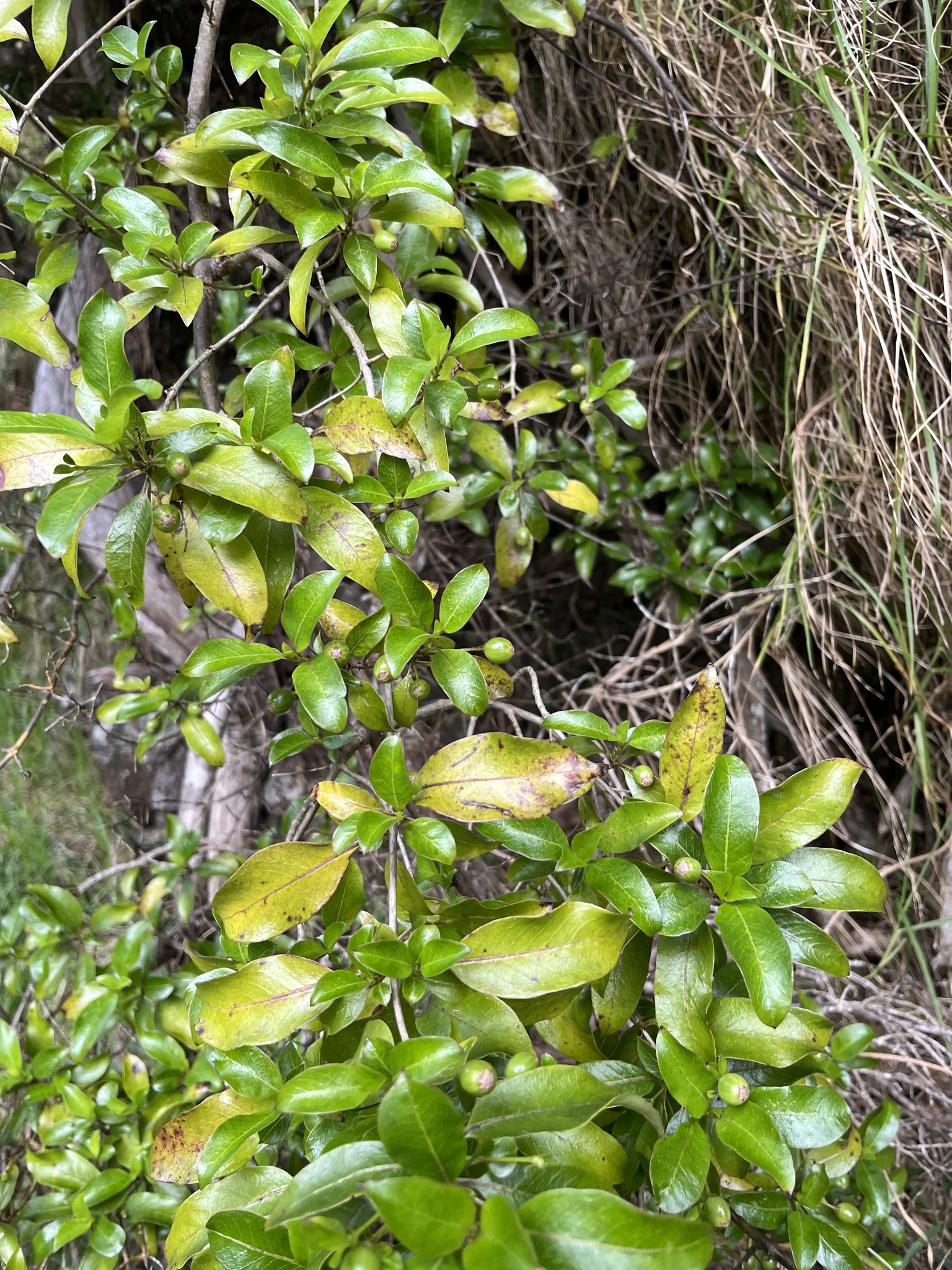 Coprosma cymosa