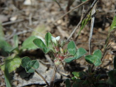 Trifolium scabrum