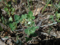 Trifolium scabrum