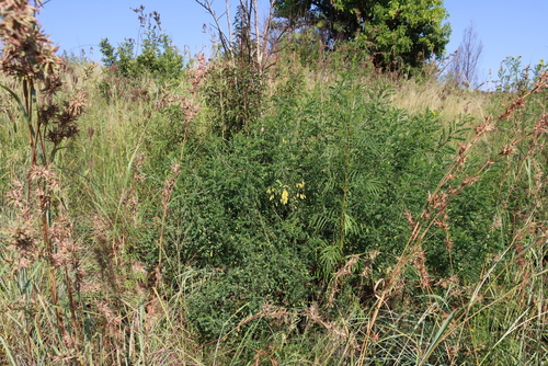 Image of Calpurnia sericea by (c) Tony Rebelo, some rights reserved (CC BY-SA)