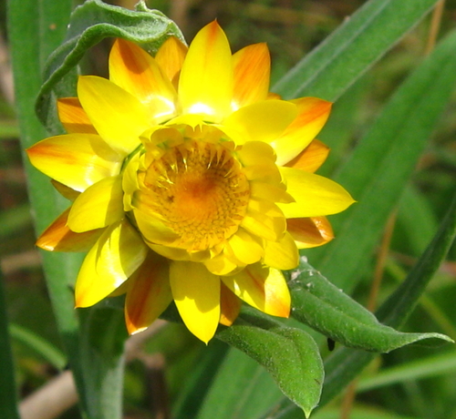 Xerochrysum boreale