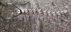 Eucraera salammbo