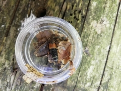 Platydracus chalcocephalus