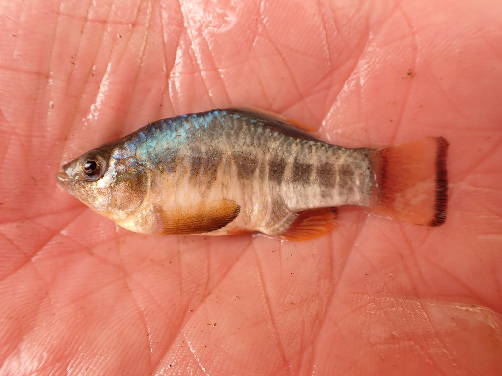 Pecos Pupfish