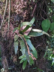 Werauhia vittata, photograph (c) Eric Knight, some rights reserved (CC BY)
