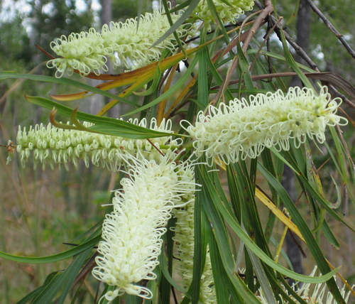 Beefwood