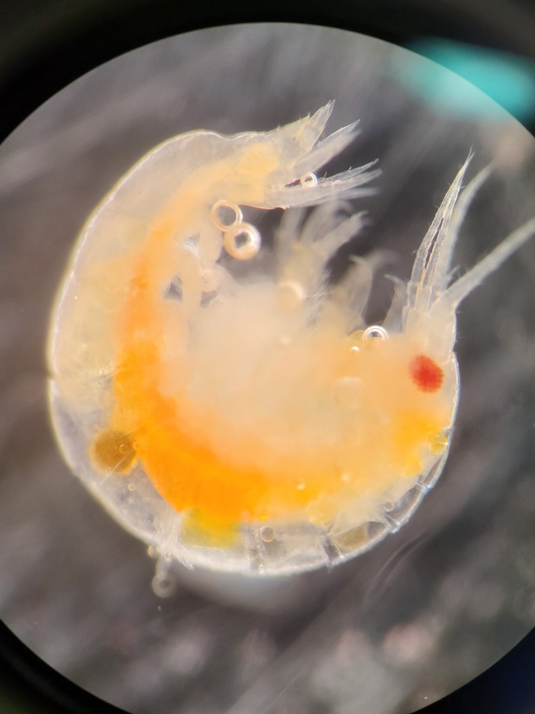 Onisimus glacialis