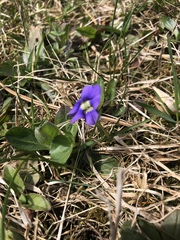 Viola sagittata