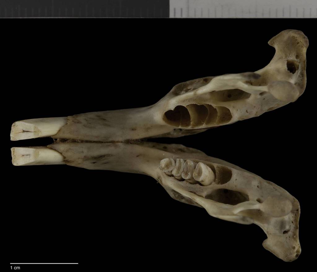 Southeastern Pocket Gopher (Mammals of Alabama) · iNaturalist