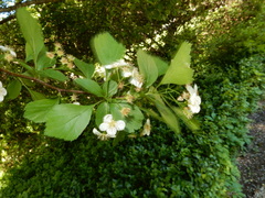 Crataegus viridis glabriuscula