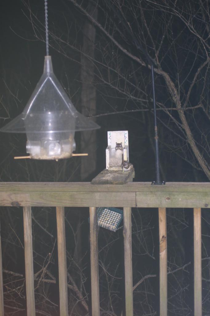 Southern Flying Squirrel (Camera Trap Field Guide) · iNaturalist