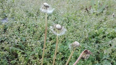 Taraxacum officinale