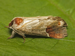 Clostera curtula