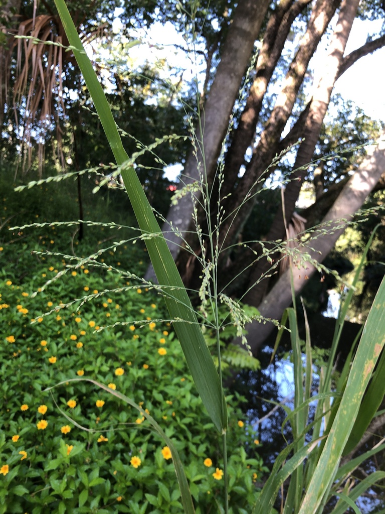 guinea grass from Petrie Creek, Nambour, QLD, AU on March 15, 2024 at ...