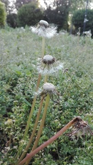 Taraxacum officinale