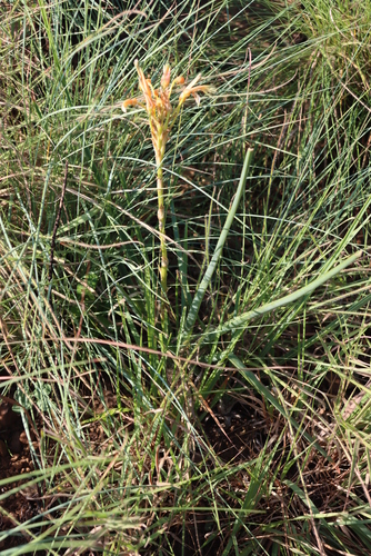 Aloe cooperi, photograph 6