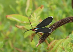 Ctenucha multifaria