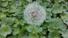 Taraxacum officinale